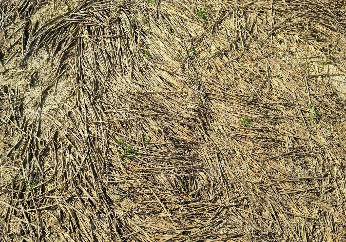 Close up view at the surface of golden straw photo