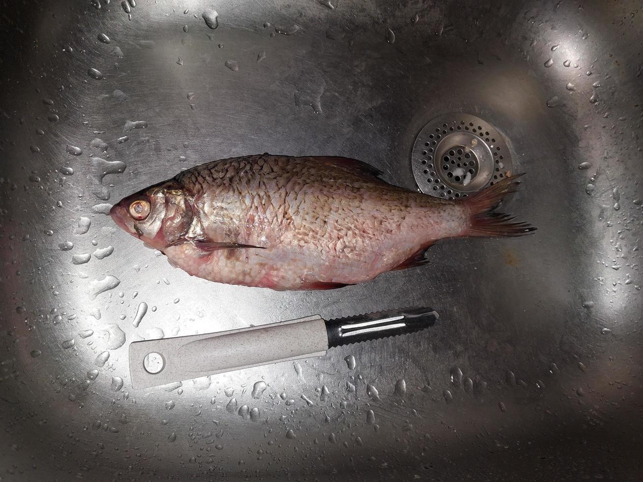 Scaled fresh river fish in the kitchen sink 10780033 Stock Photo