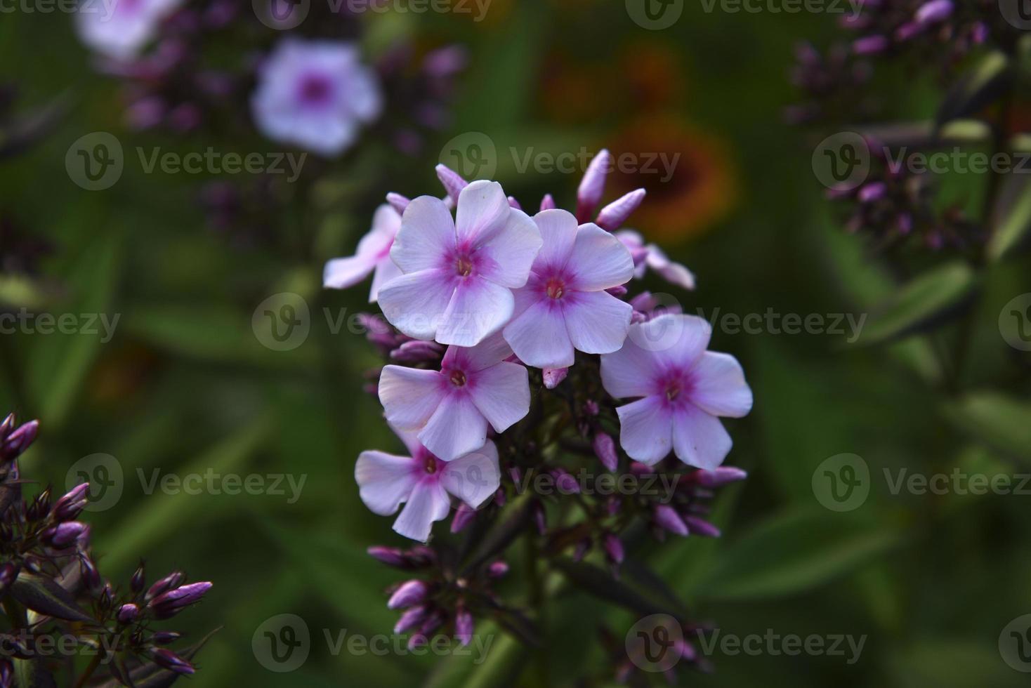 Pink flowers of phlox paniculata with bokeh from the summer garden close-up. Small flowers of phlox. photo