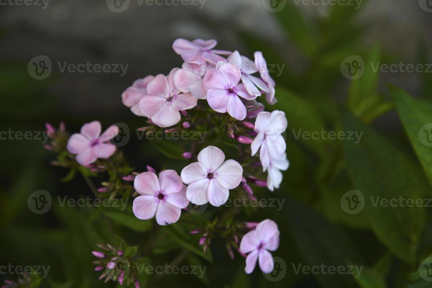 Pink flowers of phlox paniculata with bokeh from the summer garden close-up. Small flowers of phlox. photo