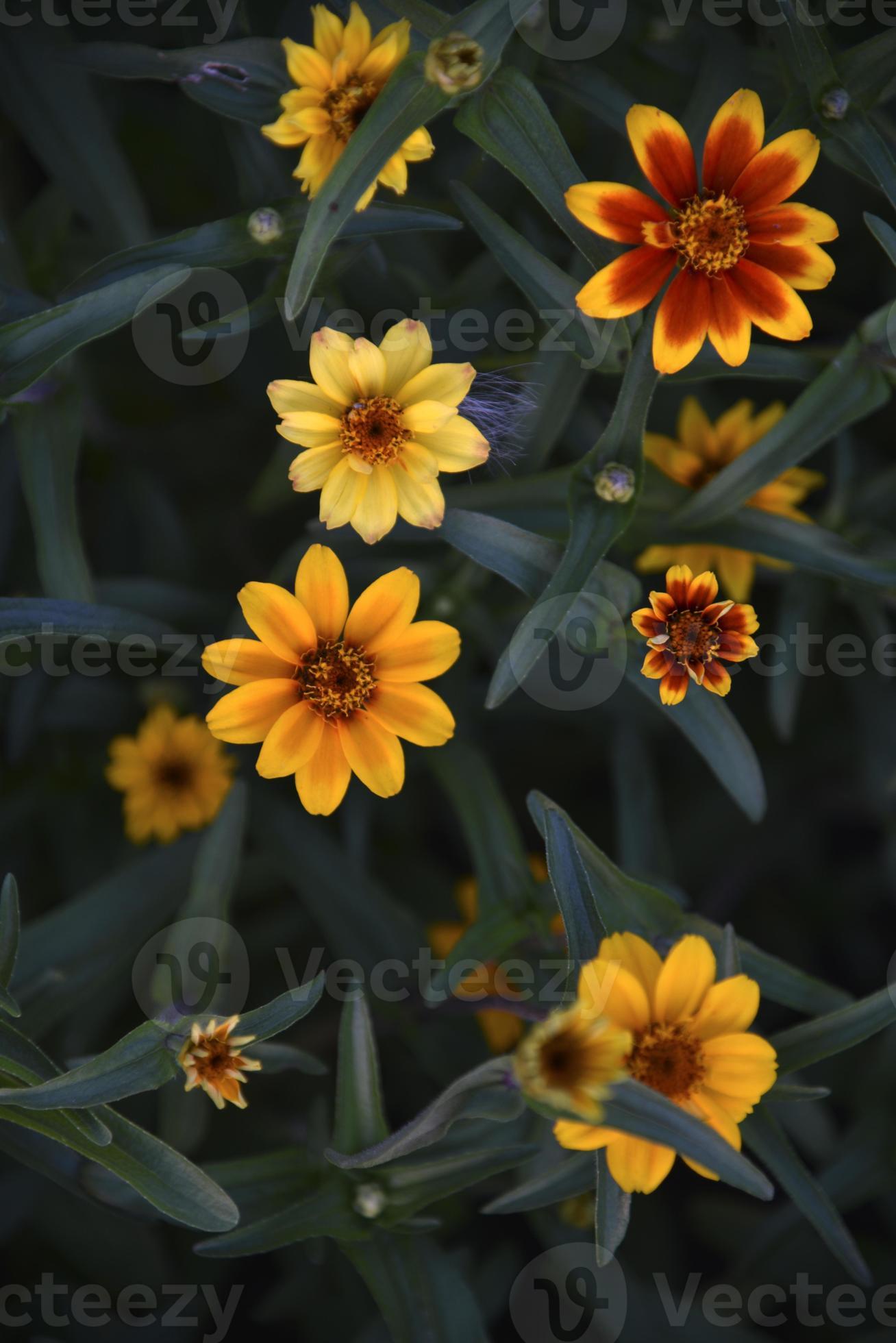 Small flowers of zinnia narrow-leaved on a bush in the garden. Yellow  flowers of cynia in summer. 10781329 Stock Photo at Vecteezy