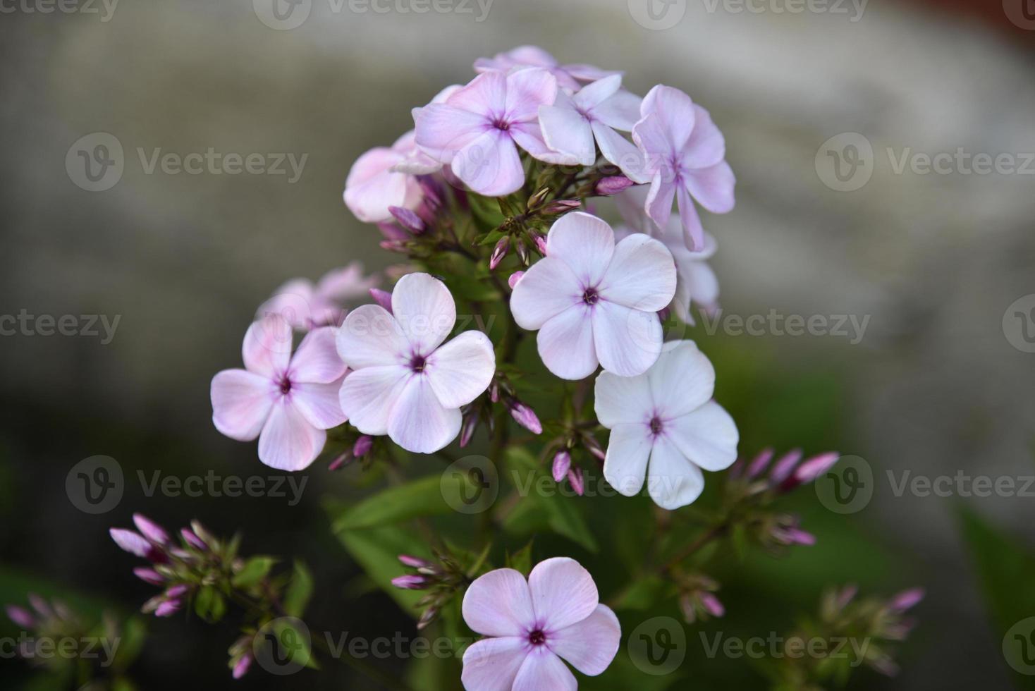 Pink flowers of phlox paniculata with bokeh from the summer garden close-up. Small flowers of phlox. photo