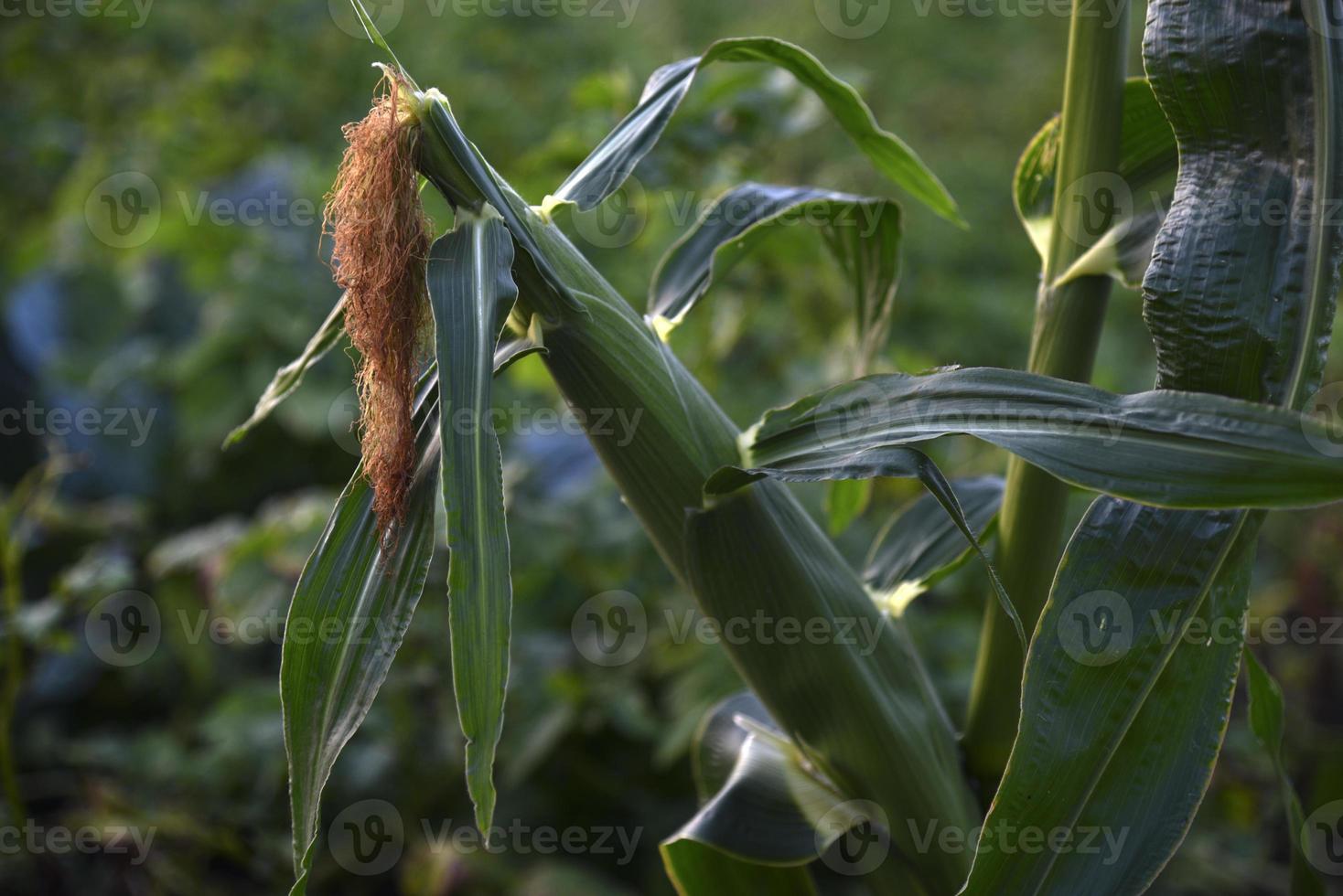 Ripe ears of corn on the stems of the plant in the evening. Ripening corn in the garden on a summer evening. photo