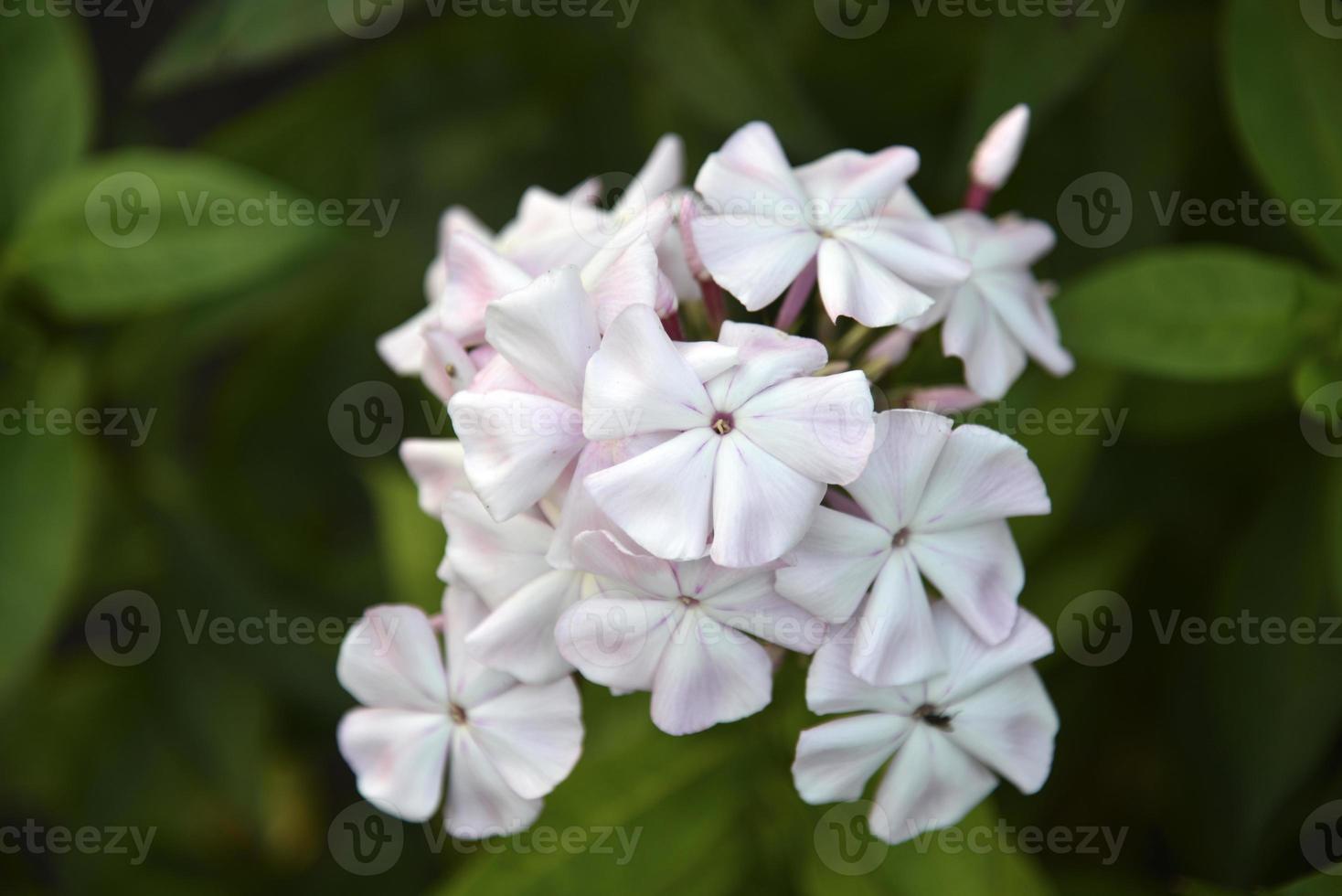 Pink flowers of phlox paniculata with bokeh from the summer garden close-up. Small flowers of phlox. photo