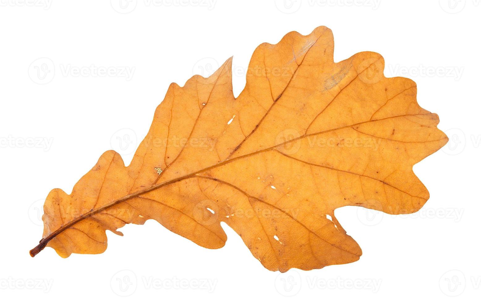 back side of fallen brown oak leaf isolated photo