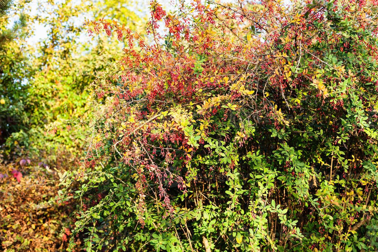 colorful barberry shrub in autumn photo