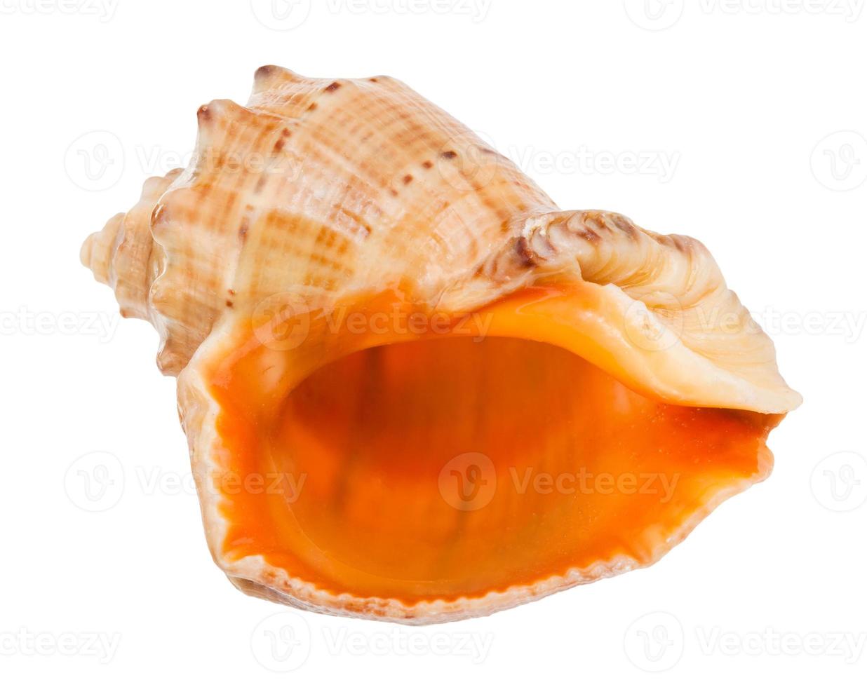 empty shell of rapana isolated on white photo