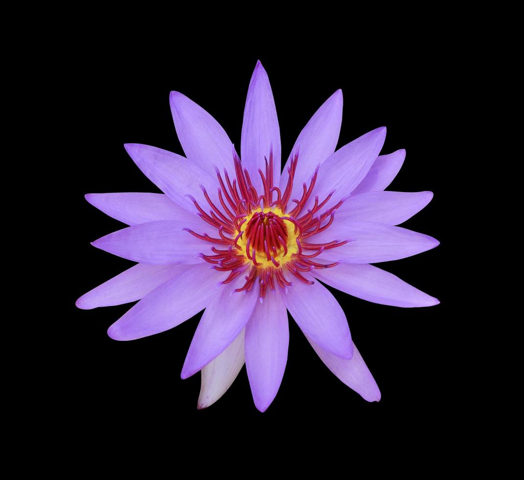 nymphaea o lirio de agua o flores de loto. primer plano flor de loto púrpura-rosa aislada sobre fondo negro. vista superior del lirio de agua. foto