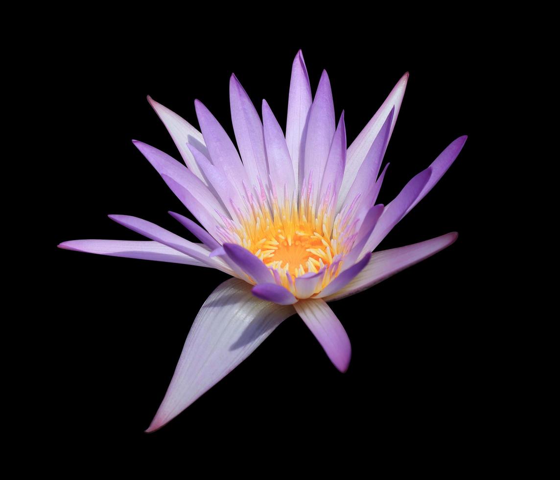 nymphaea o nenúfar o flores de loto. primer plano flor de loto azul-púrpura aislada sobre fondo blanco. el lado del nenúfar. foto