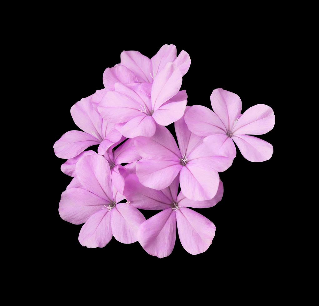 Beautiful pink-purple flowers of Cape leadwort or Plumbago auriculata tree. Close up small pink-purple flower bouquet isolated on black background. photo