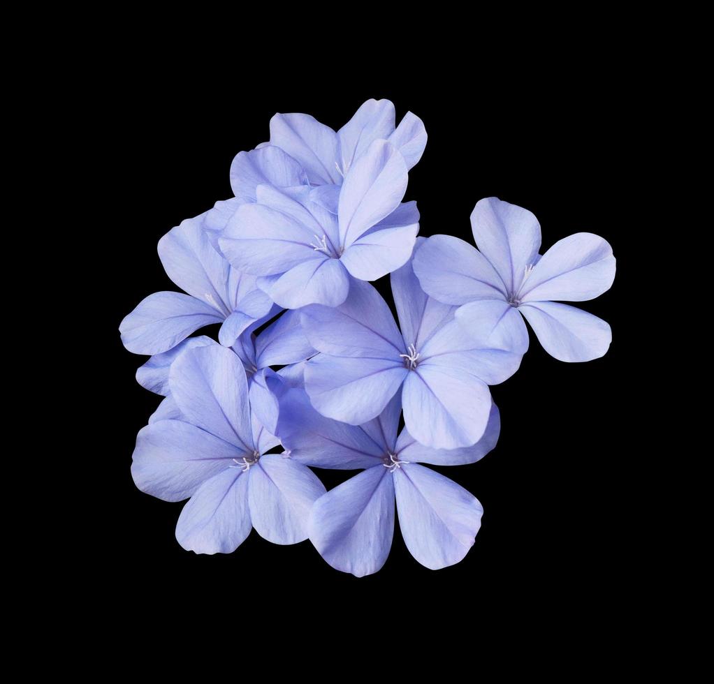 Beautiful blue flowers of Cape leadwort or Plumbago auriculata tree. Close up small blue flower bouquet isolated on black background. photo