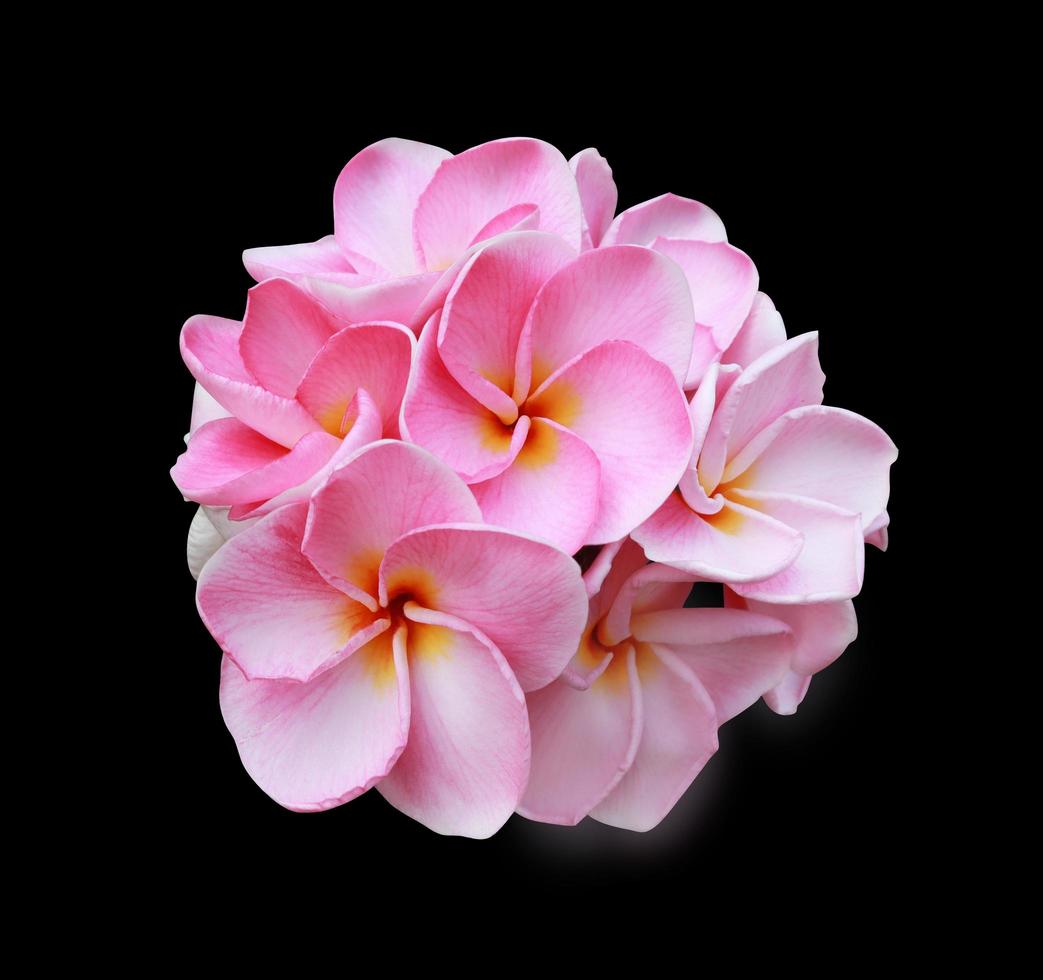 Plumeria or Frangipani or Temple tree flowers. Close up pink-white plumeria flower bouquet isolated on black background. Top view pink-purple flowers bunch. photo