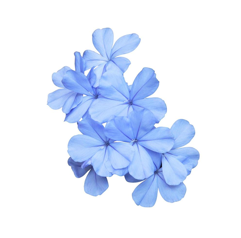 White Plumbago or Cape leadwort flowers. Close up blue-purple flowers bouquet isolated on white background. Top view small flower bush. photo