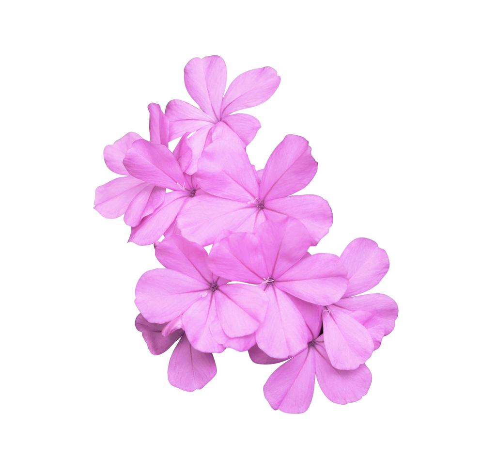 Plumbago or Cape leadwort flowers. Close up blooming pink-purple flowers bouquet isolated on white background. Top view small pink flower bunch photo