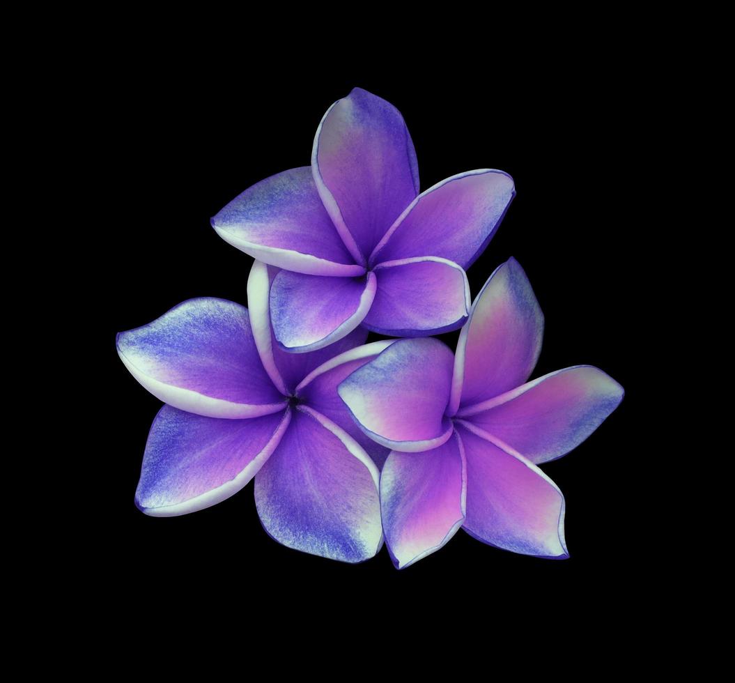 Plumeria or Frangipani or Temple tree flowers. Close up pink-purple plumeria flower bunch isolated on black background. Top view exotic flowers branch. photo