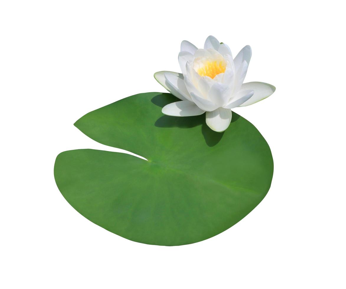 lirio de agua o flor de loto o nymphaea. cerrar las flores de loto blanco en la hoja aislada sobre fondo blanco. foto