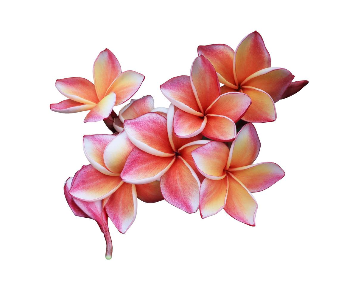 Plumeria or Frangipani flowers. Close up orange-red plumeria flowers ...