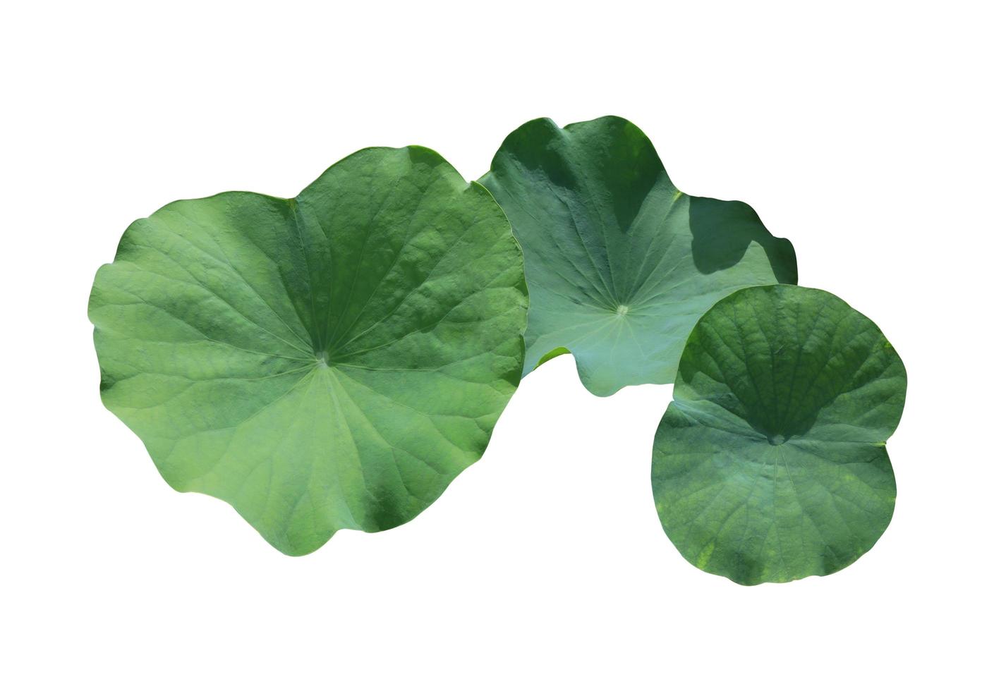 Lotus leaves or Nelumbo nucifera leaves. Close up green leaf of lotus flowers bush isolated on white background. The side of lily pad. photo
