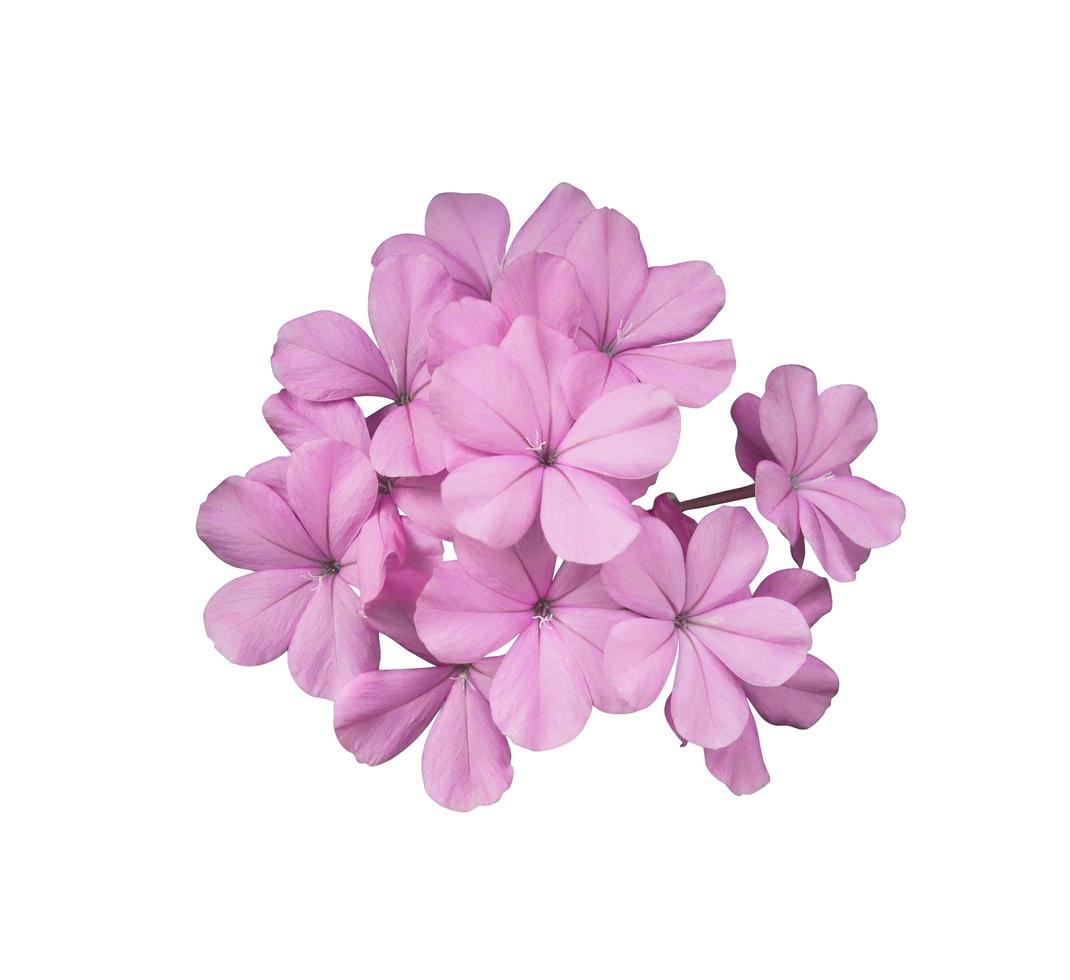 Beautiful pink flowers of Cape leadwort or Plumbago auriculata tree. Close up small pink-purple flower bouquet isolated on white background. photo