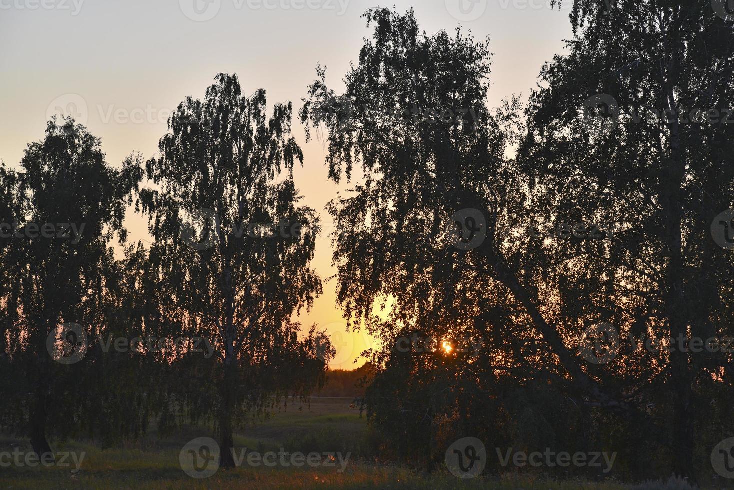 A beautiful forest in the rays of the evening sun. Summer forest in summer evening and a ray of sunshine. photo