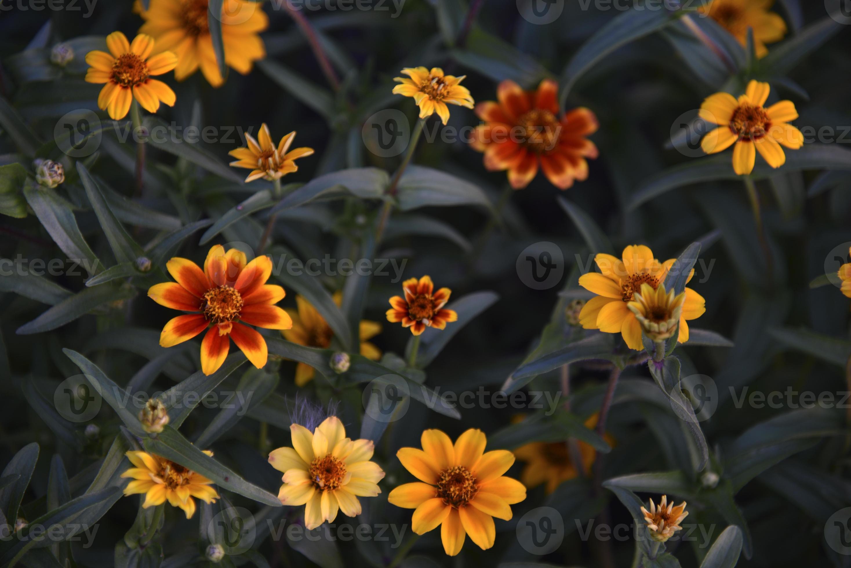 Small flowers of zinnia narrow-leaved on a bush in the garden. Yellow  flowers of cynia in summer. 10781329 Stock Photo at Vecteezy