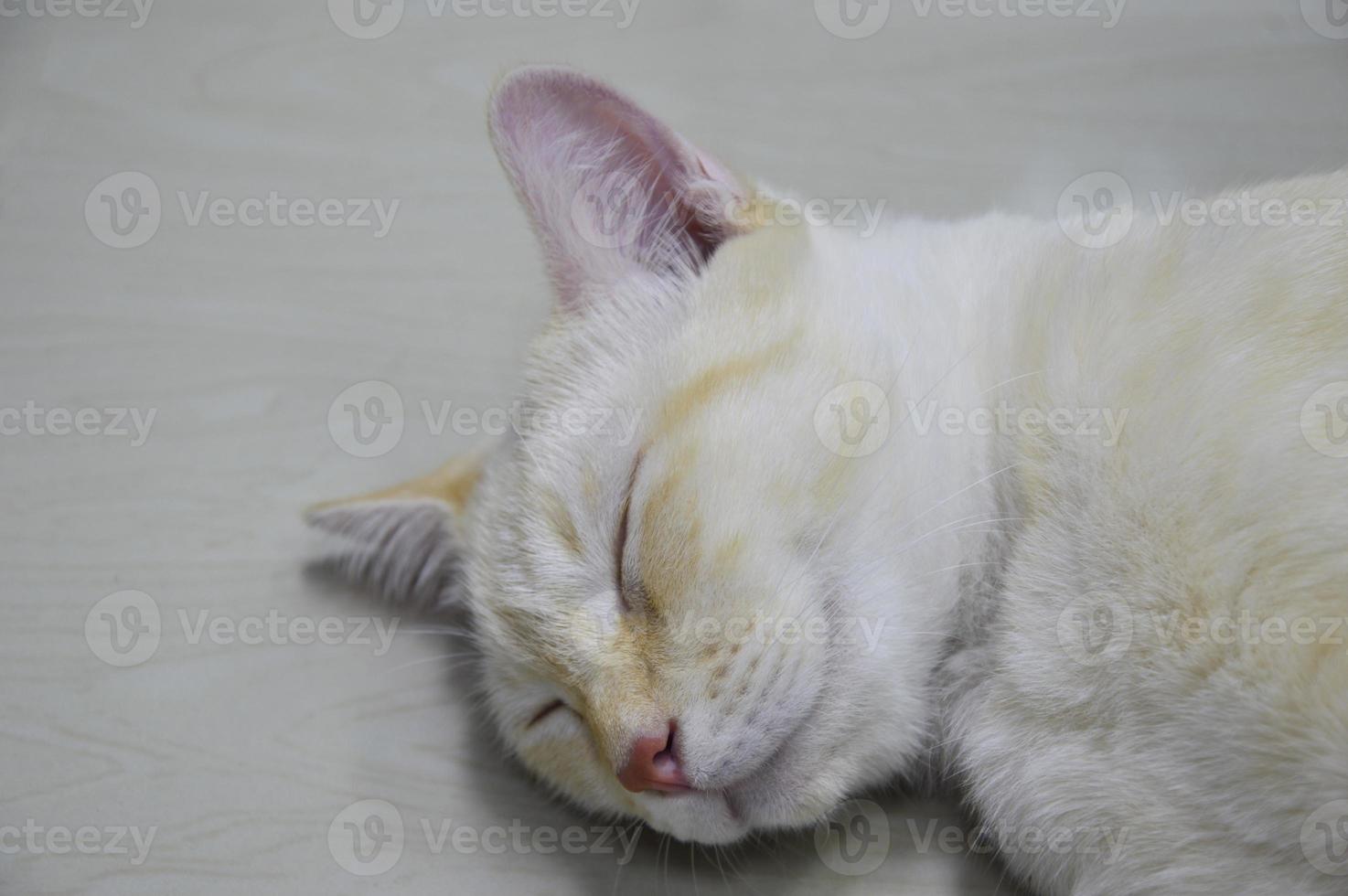 Close-up of a sleeping cat's face photo