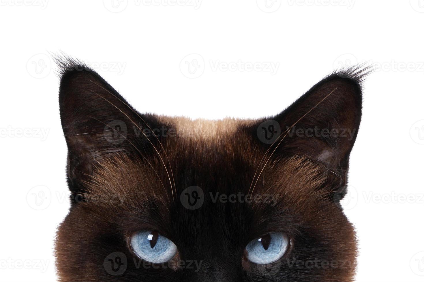 siamese cat eyes photo