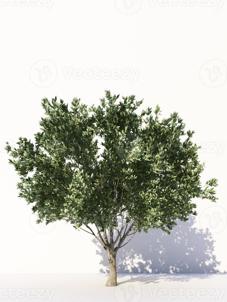 Trees isolated on white background, tropical trees isolated used for design, advertising and architecture. 3d rendering photo