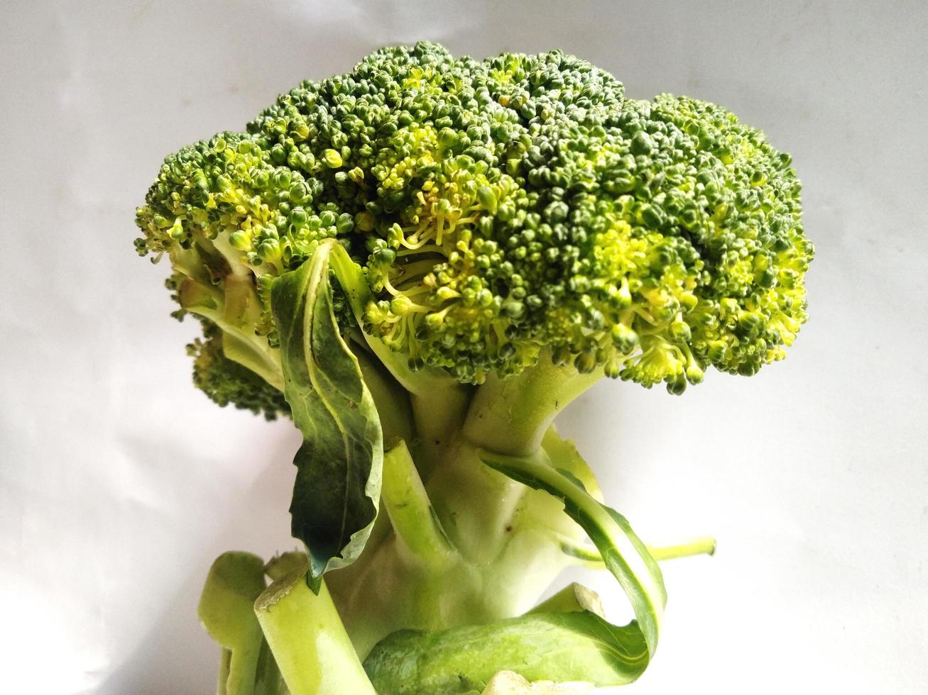 broccoli isolated on a white background, Broccoli is a cultivar of the same species as cabbage and cauliflower, namely Brassica oleracea. photo