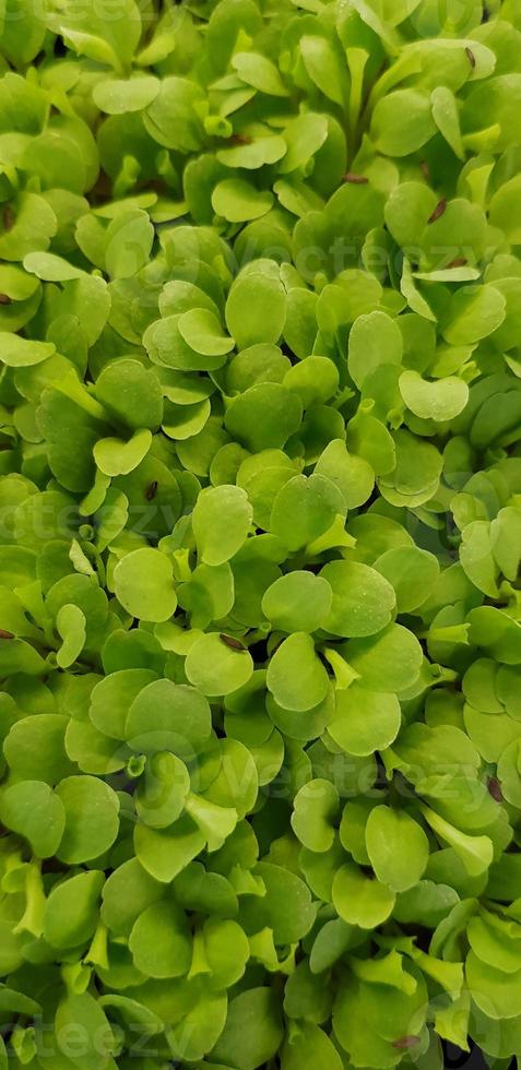 Stellaria media or Common chickweed or little mouse ear chickweed is an annual flowering plants in the carnation family Caryophllaceae.It is grown as a vegetable crop and ground cover photo