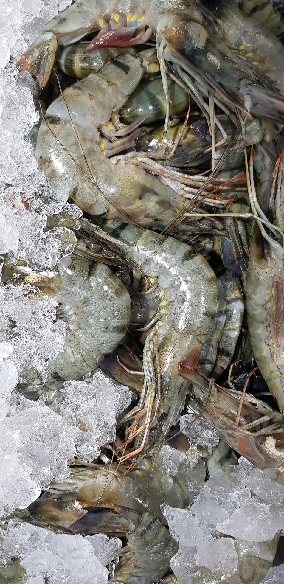 Fresh shrimp raw shrimp or crustacean or crustaceae from the market