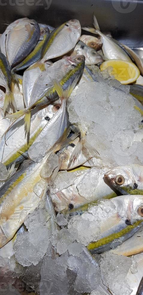 raw fresh fishes yellowstripe scad, yellowstripe trevally, yellow banded trevally, smooth tailed trevally photo