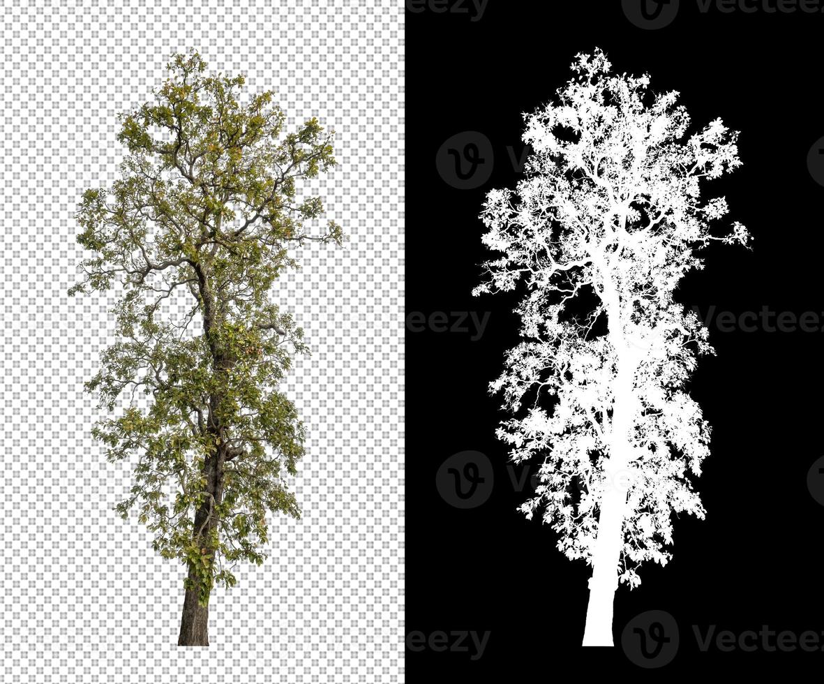 Tree isolated on transparent background with clipping path and alpha channel photo