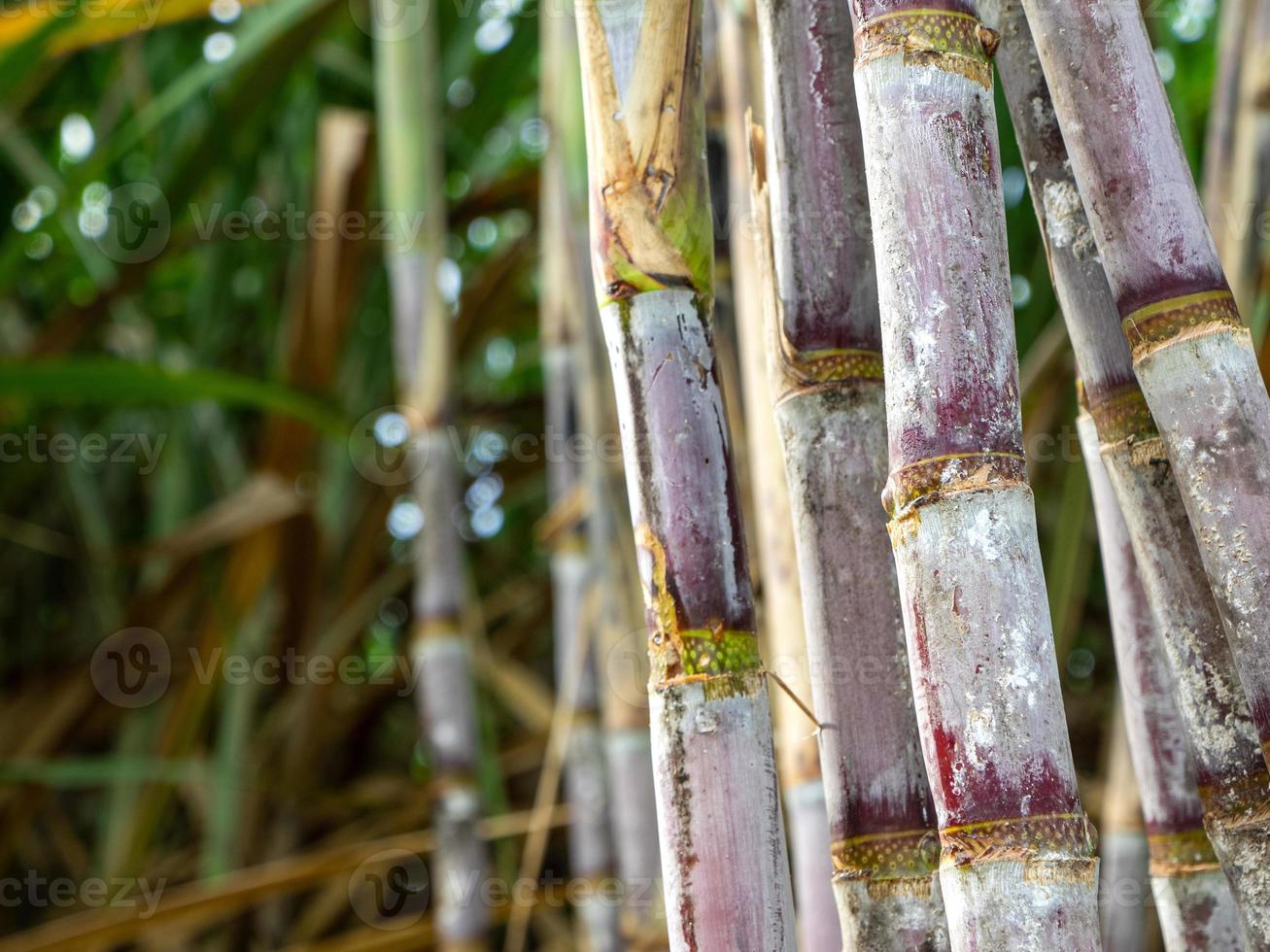 plantaciones de caña de azúcar, la planta tropical agrícola en tailandia. foto