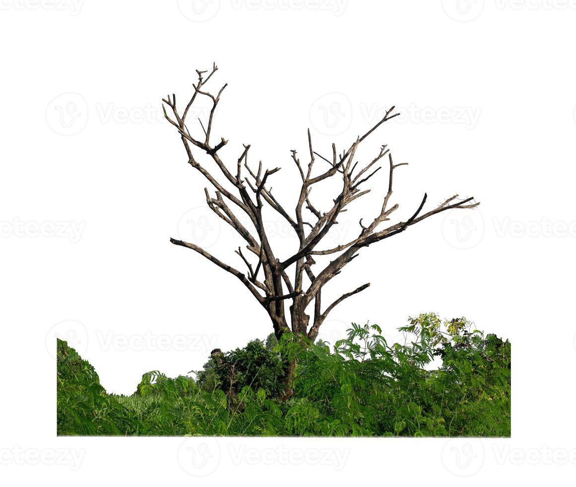 Dead tree that are isolated on a white background are suitable for both printing and web pages photo