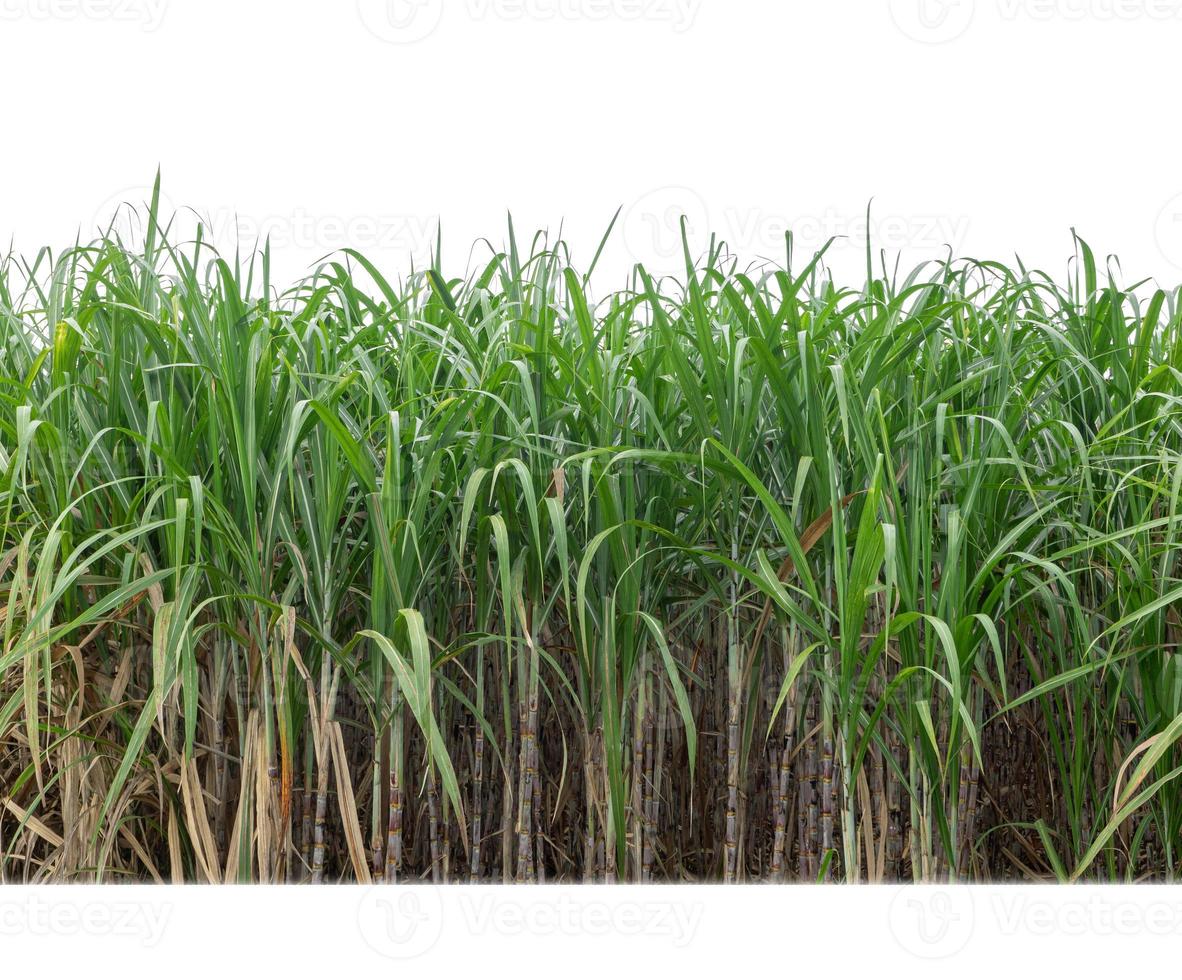 Sugar cane isolated on white background and cliping path photo