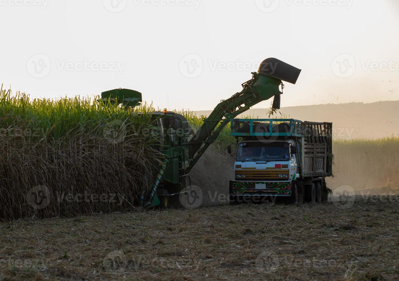 Sugar cane harvesting machine Loading sugarcane truck Productivity ready to sell photo