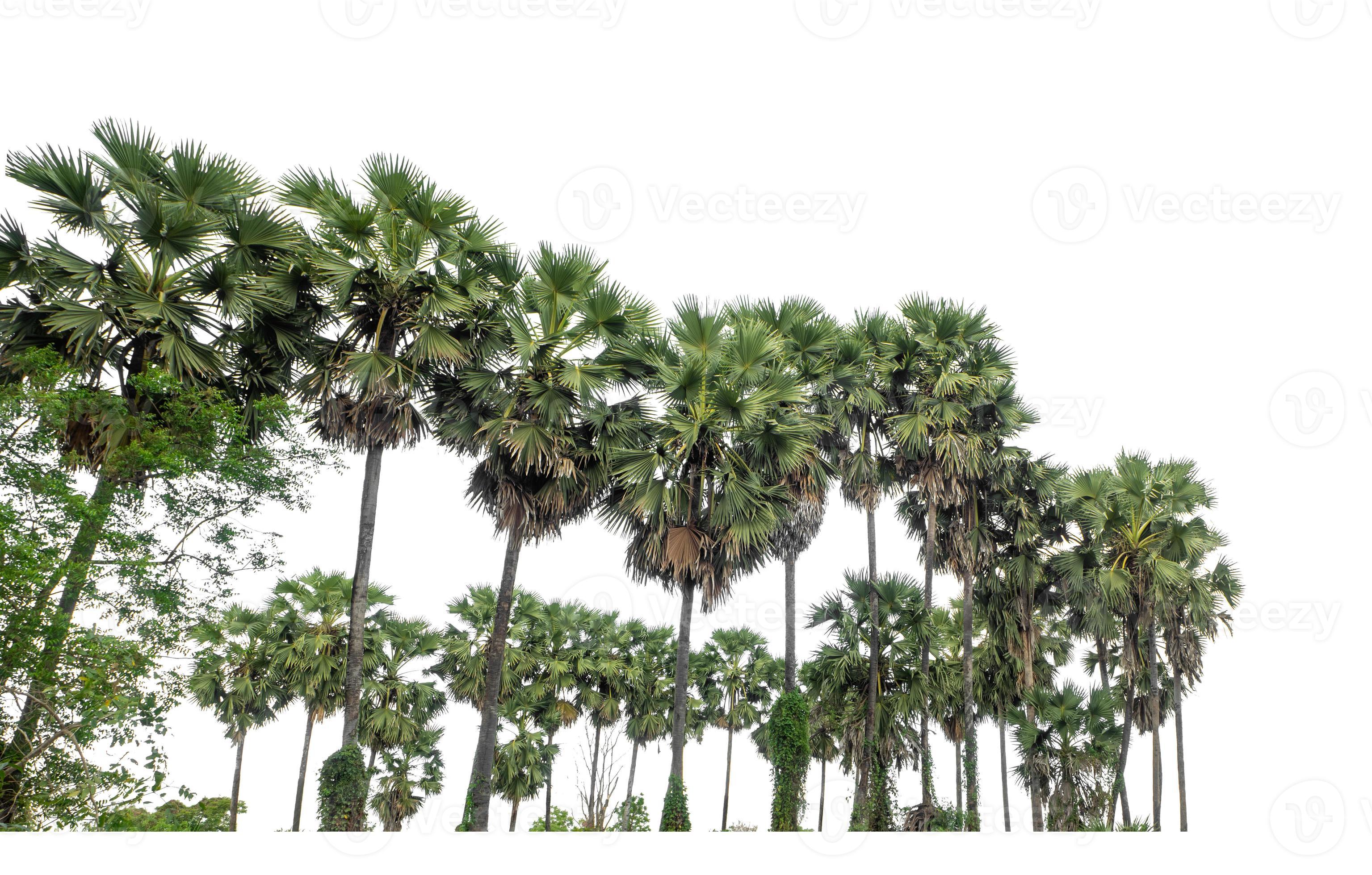 Palm tree group. High resolution tree landscape isolated on white
