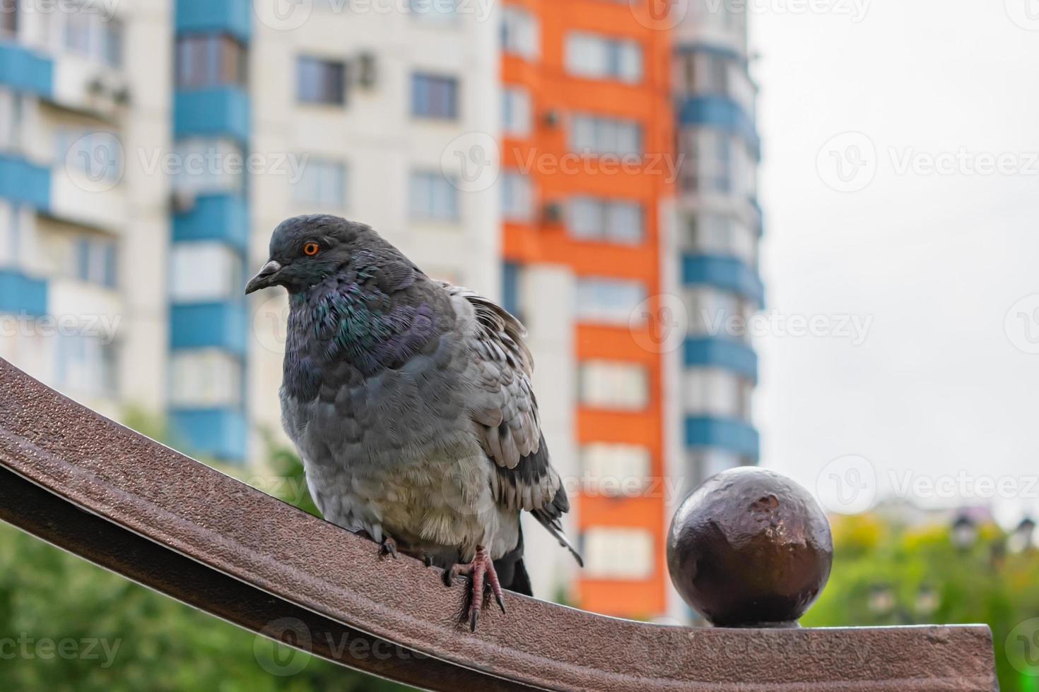 A lone dove on a park bench against the backdrop of city buildings photo