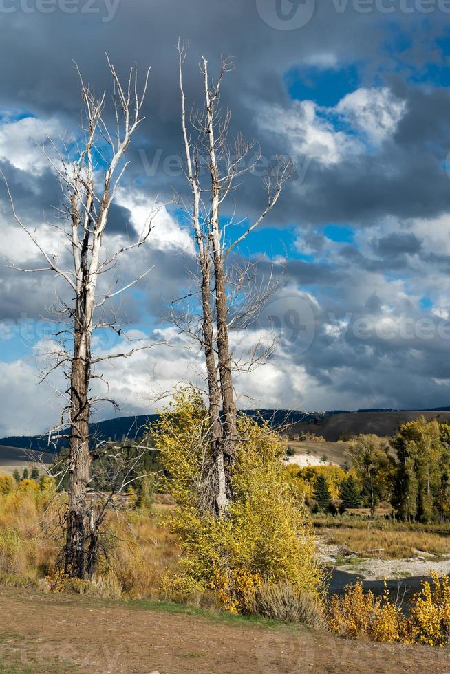 árboles muertos por el río gros ventre foto