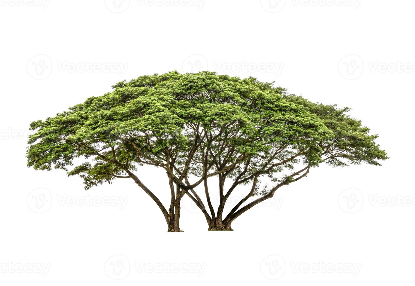 Green Tree isolated on white background photo