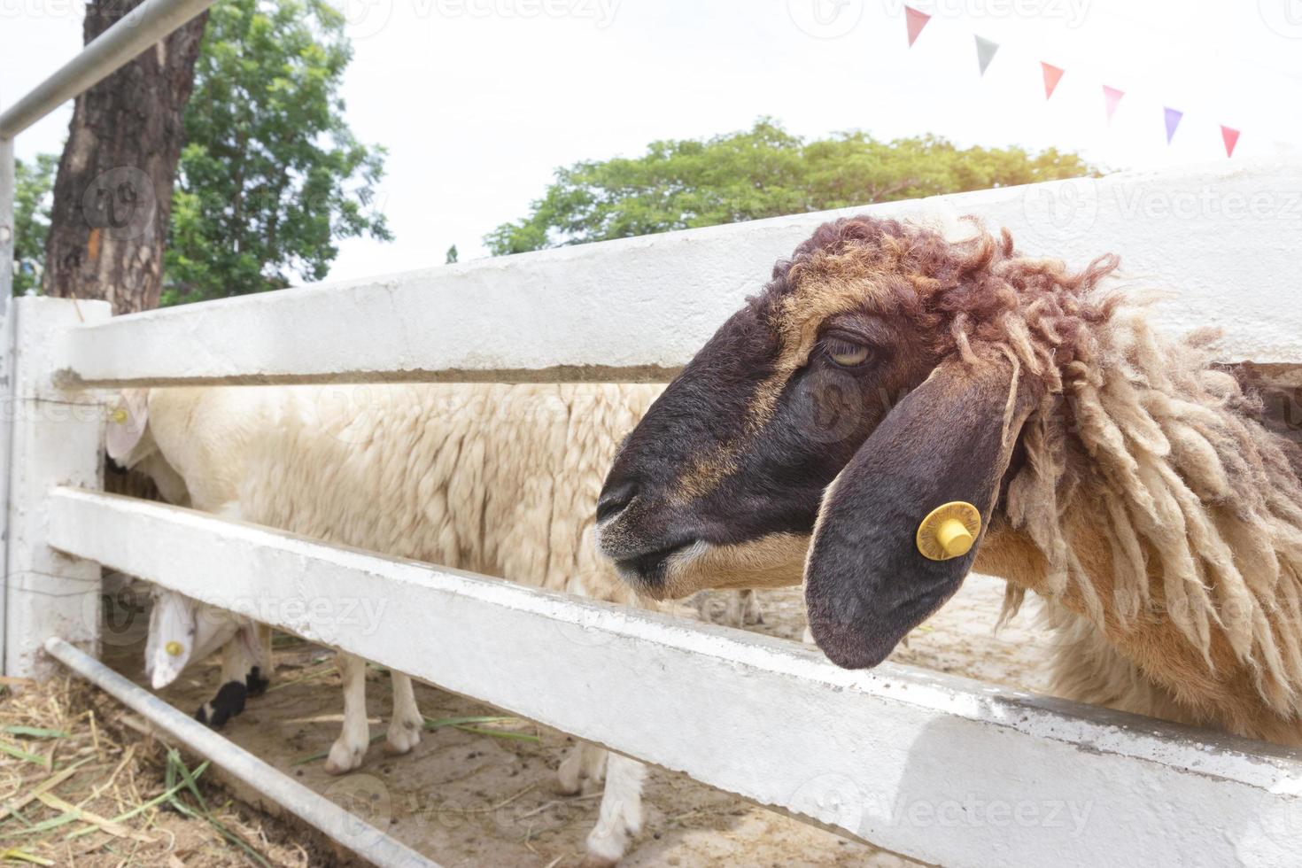 closeup sheep in farm,thailand photo