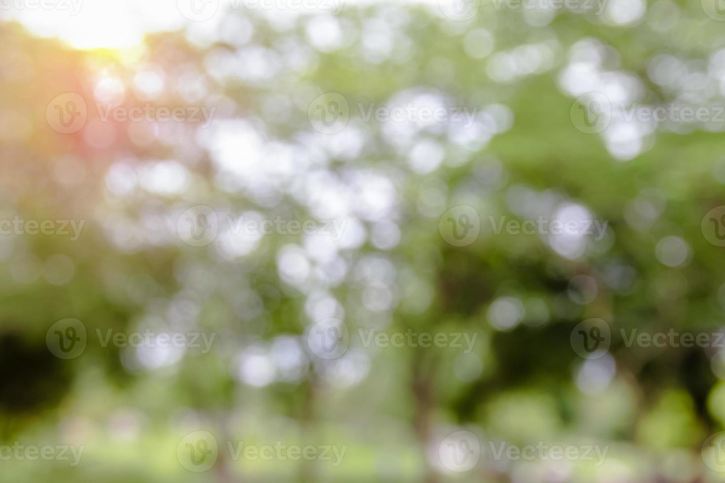 Natural bokeh blurred with morning sunlight photo