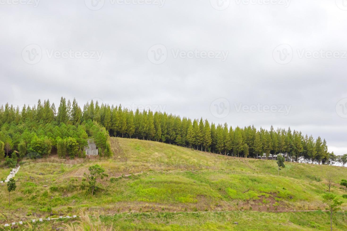 pine tree with windbreak on mountain 10786691 Stock Photo at Vecteezy