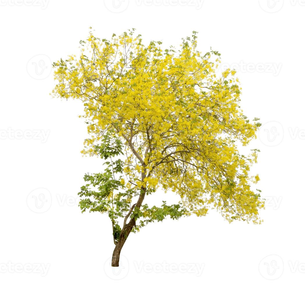 Golden Shower or Cassia Fistula isolated on white background,national tree of Thailand photo