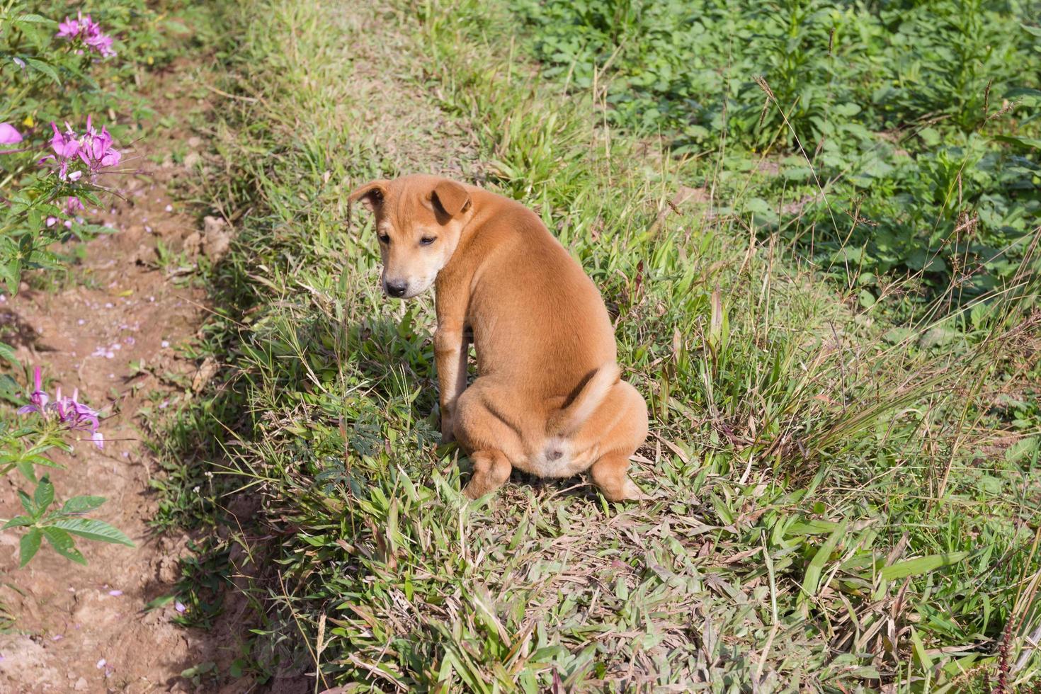 Brown dog that pees in a garden photo