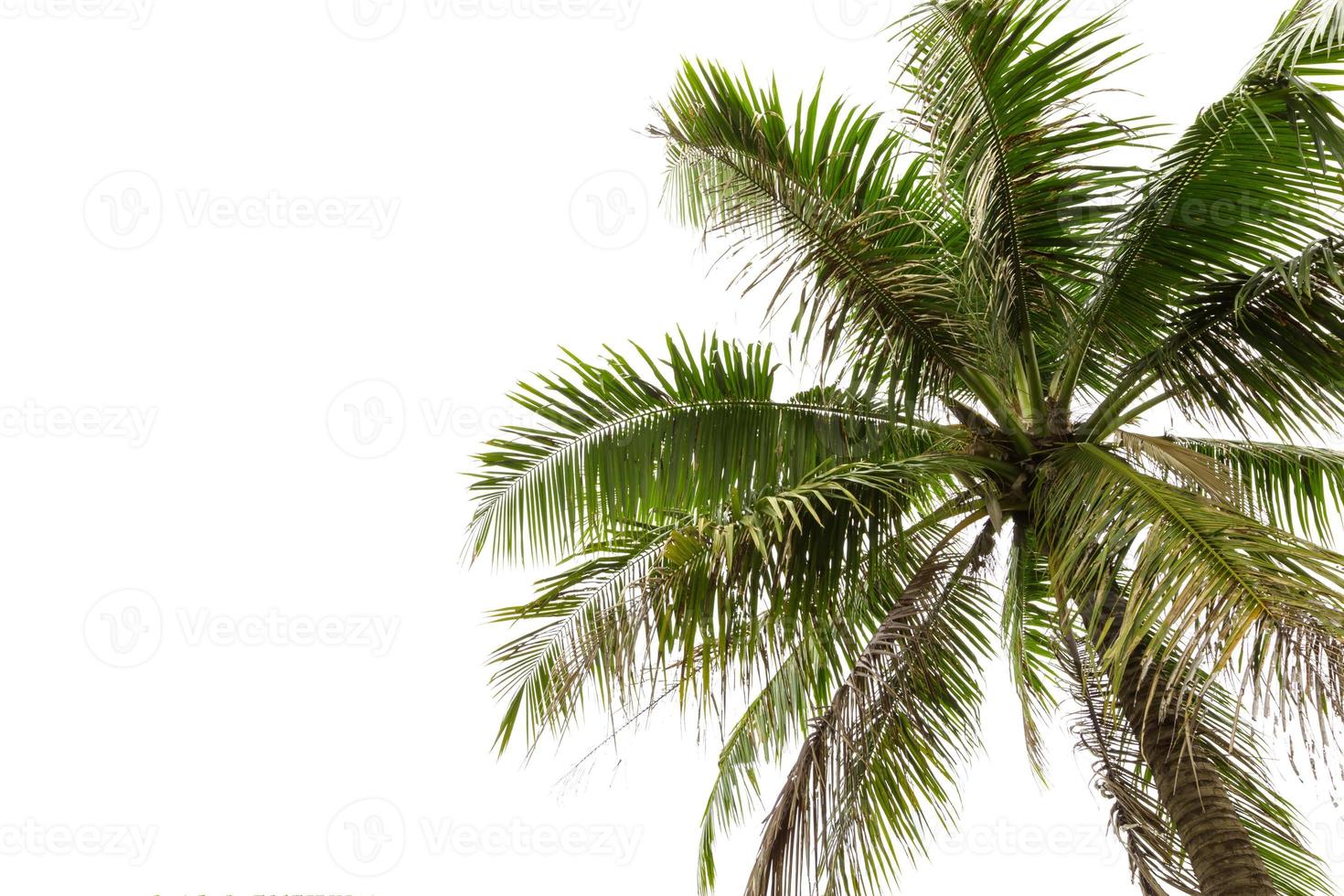 Cocoanut tree isolated on white background photo