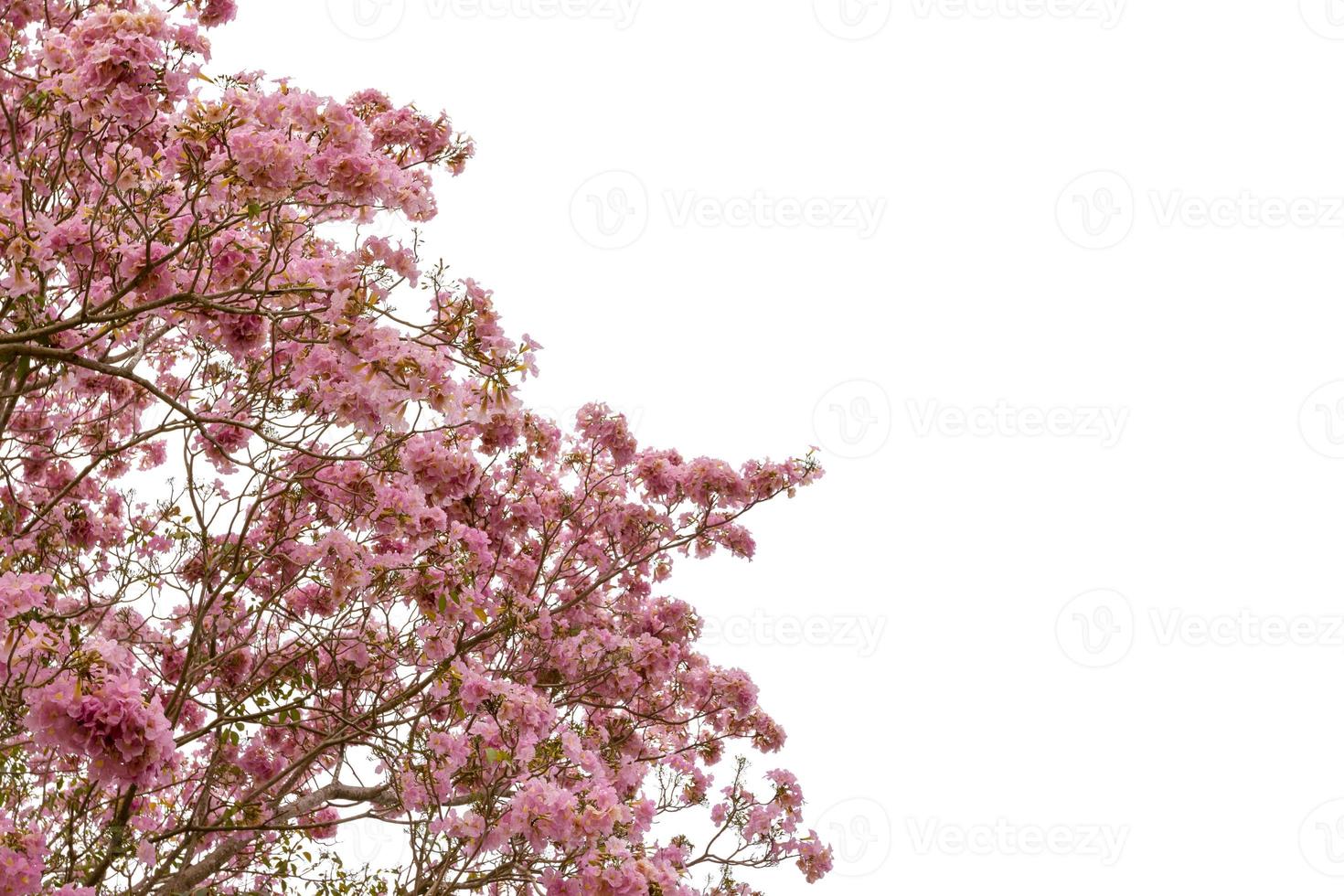 Pink trumpet tree or Tabebuia rosea isolated on white background photo