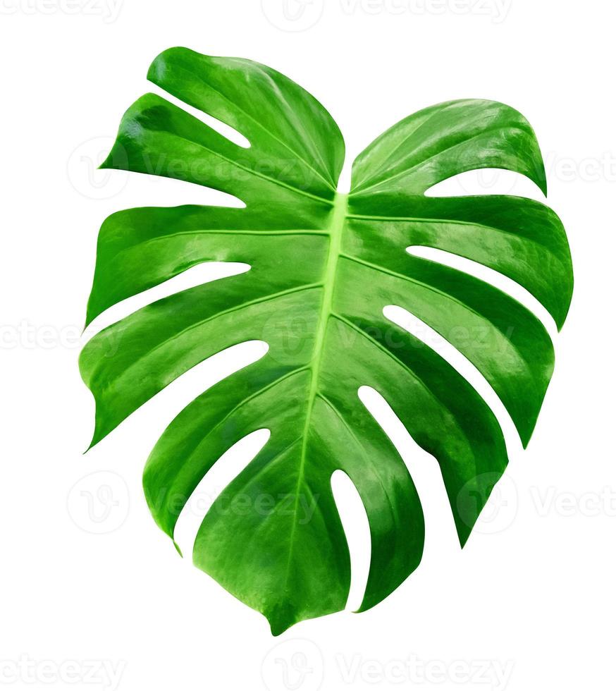 Green leaves pattern,leaf monstera isolated on white background,include clipping path photo
