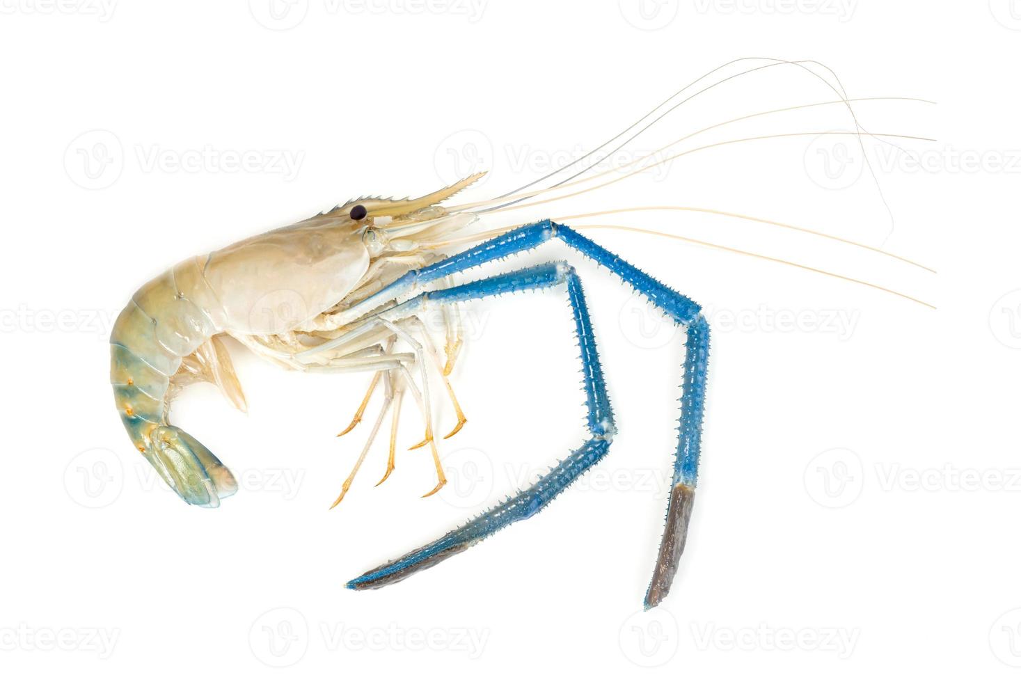 river shrimp common or Macrobrachium rosenbergii isolated on white background photo